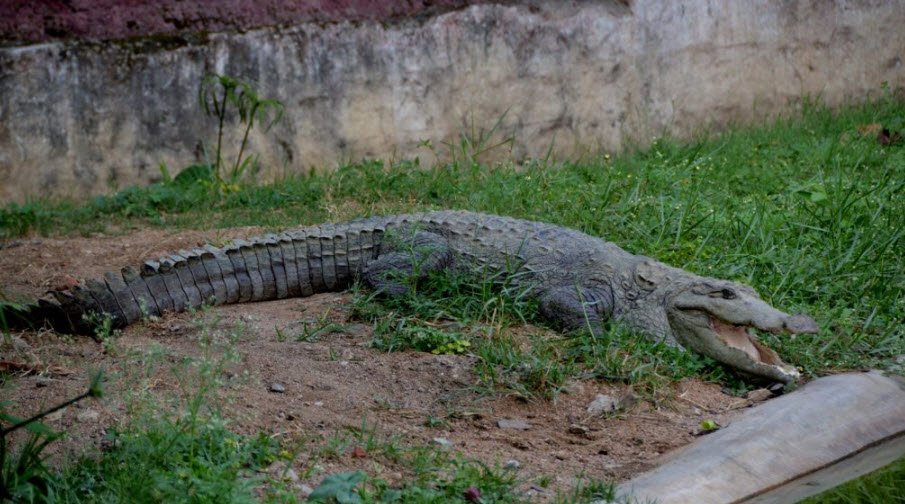 Manjira Wildlife Sanctuary, Sangareddy, Telangana - Vushii.com Manjira Wildlife Sanctuary, Sangareddy, Telangana - Vushii.com